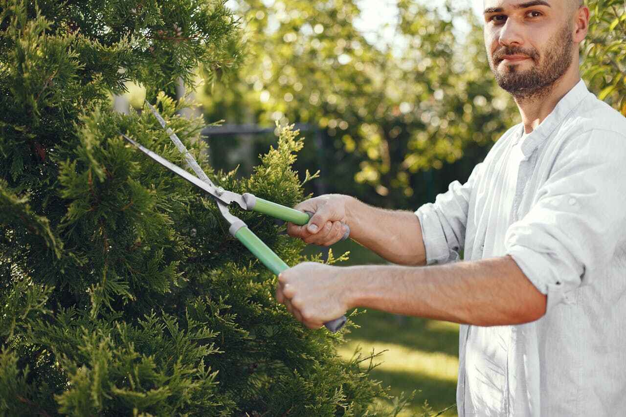 Professional Tree Service in Harwich Center, MA